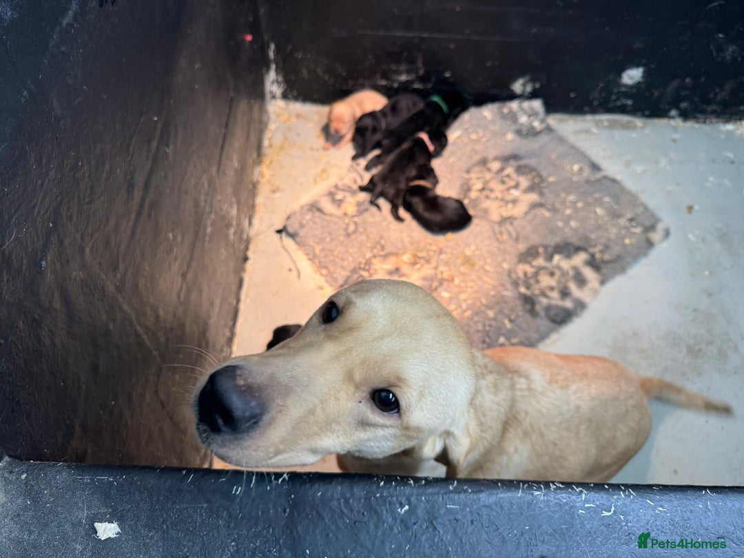 Labrador Retriever dogs for sale: Labrador puppies  - Advert 4