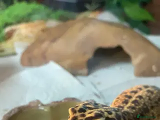 Leopard Gecko reptiles Leopard print gecko - Advert 4