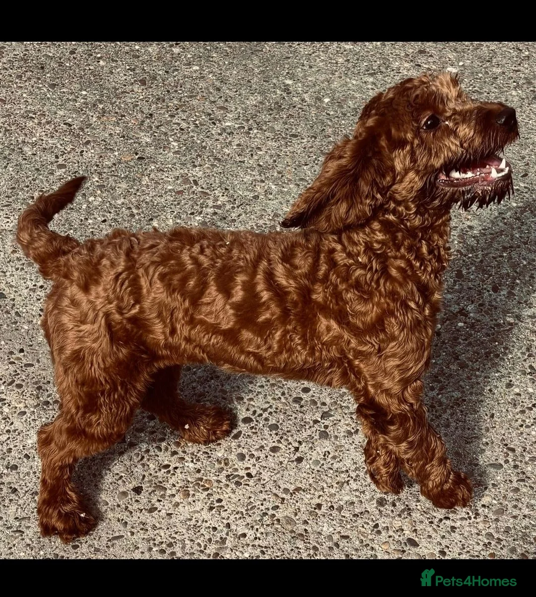 Cavapoo dogs for sale: PRA CLEAR Exceptional Red Cavapoo Girl  - Advert 1