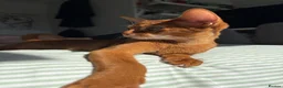 Abyssinian cats for sale: Stunning Abyssinian champion line kittens-last boy - Advert 8