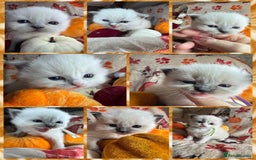 Ragdoll cats for sale: 🏆 gccf ragdoll grand champion kittens 🏆 - Image 30