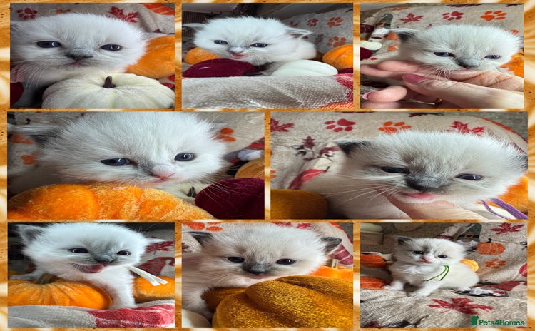 Ragdoll cats - Advert 4