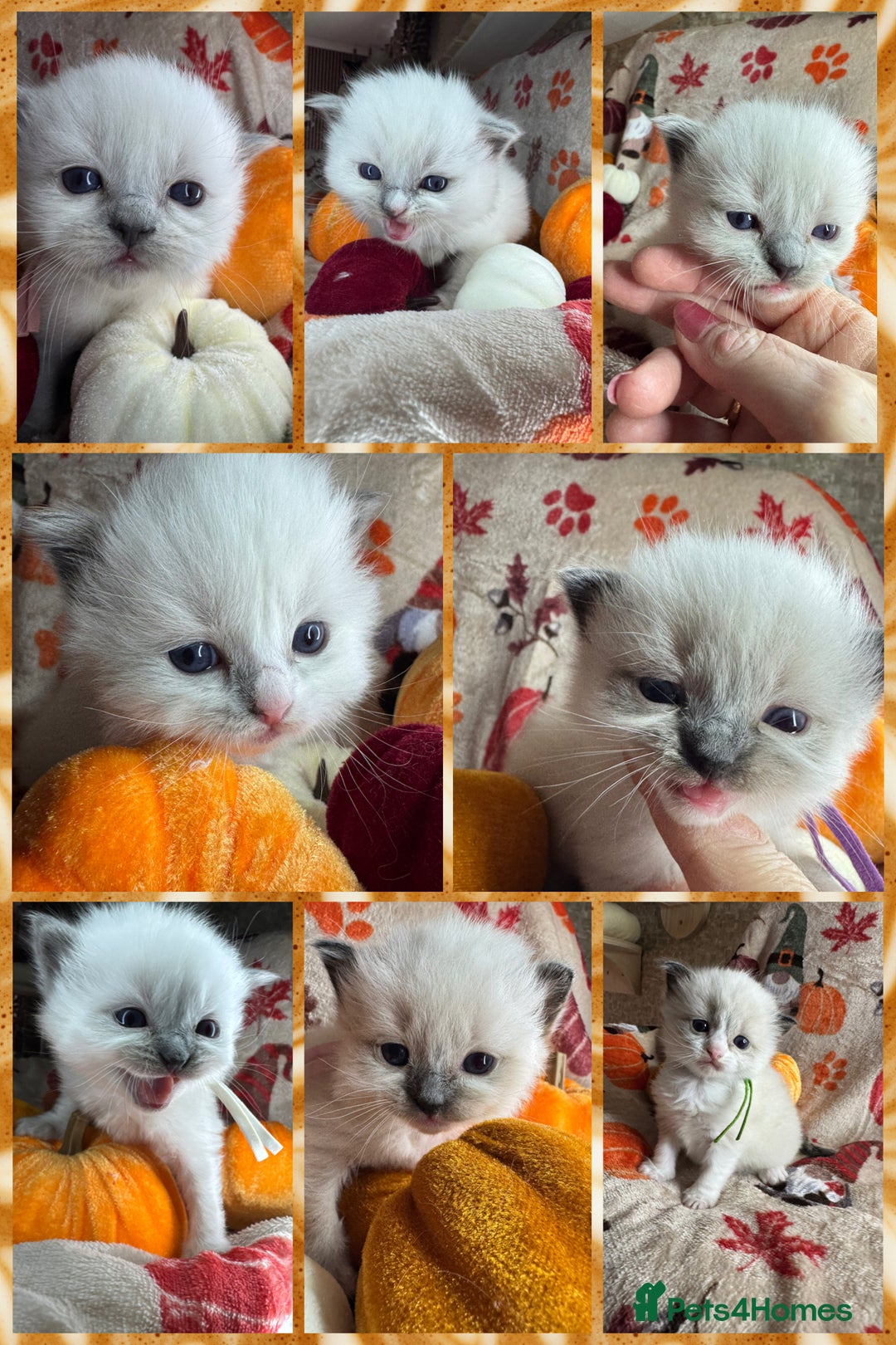 Ragdoll cats for sale: 🏆 gccf ragdoll grand champion kittens 🏆 - Image 30