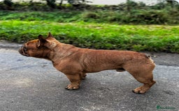 French Bulldog dogs for sale: French Bulldog puppies 3 girls and 3 boys - Image 20