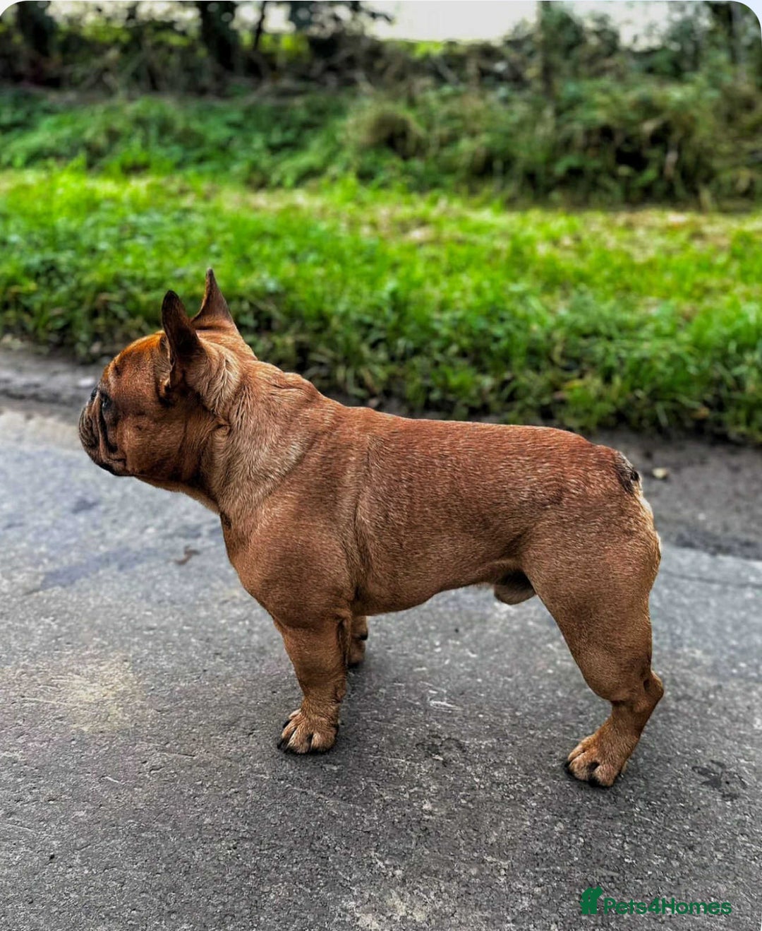 French Bulldog dogs for sale: French Bulldog puppies 3 girls and 3 boys - Image 20