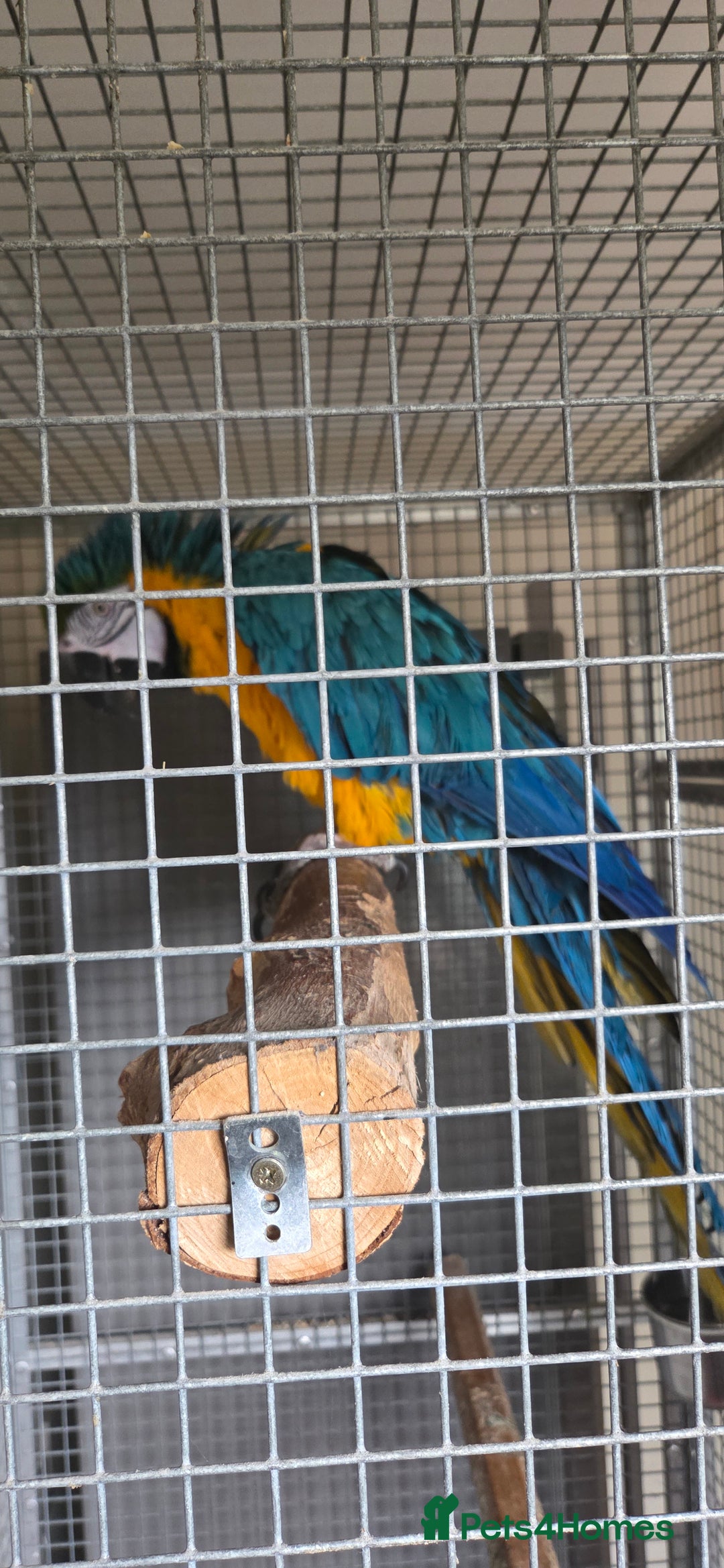 Macaws birds for sale: Blue and gold macaw - Advert 2