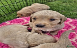 Golden Retriever dogs for sale: KC Registered Golden Retrievers - Image 8