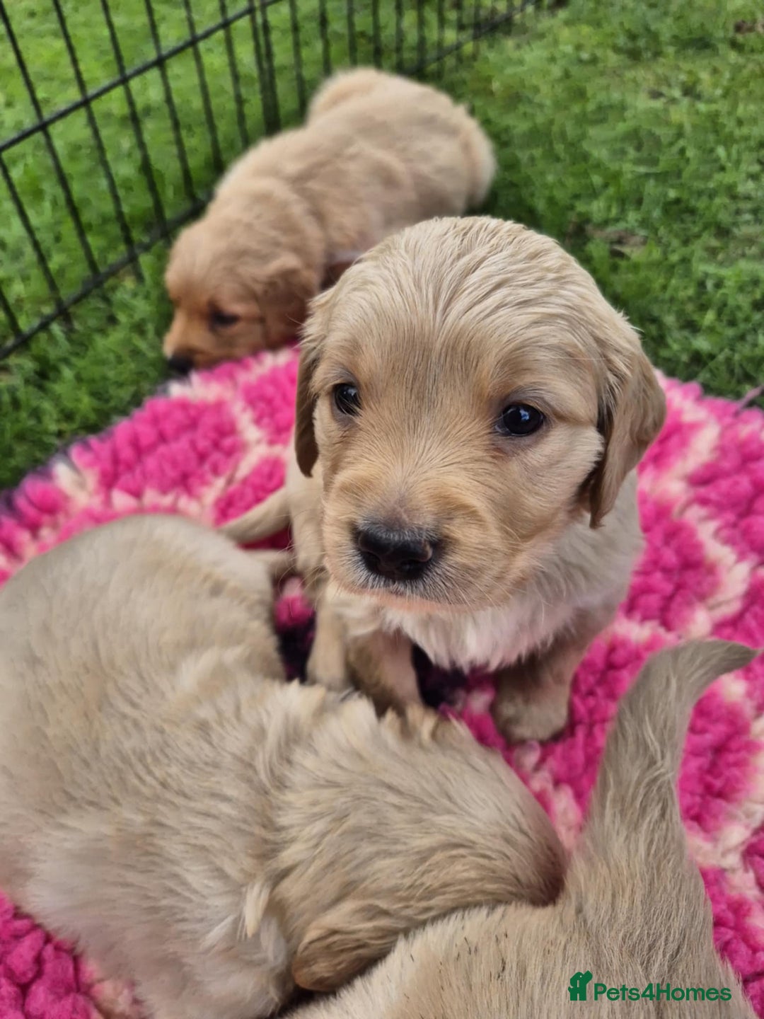 Golden Retriever dogs for sale: KC Registered Golden Retrievers - Image 8