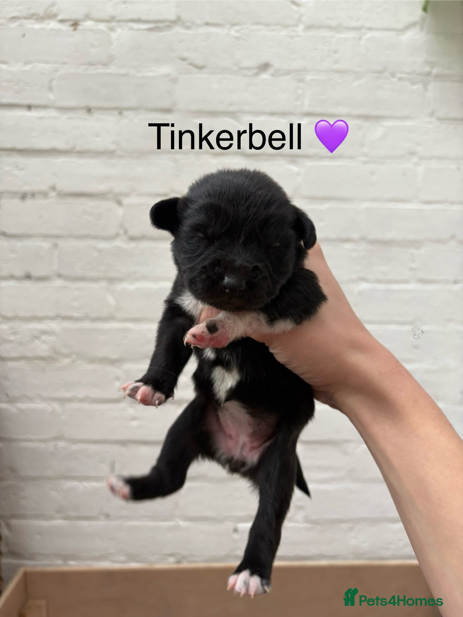 Mixed Breed dogs for sale: Cocker spaniel x Border Kelpie Puppies - Advert 9