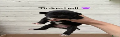 Tinkerbell 