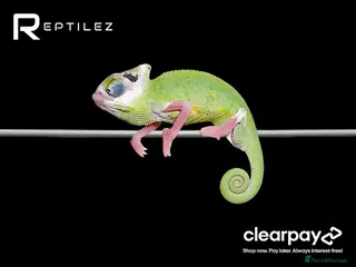 Chameleon reptiles CHAMELEON BABIES - Advert 2