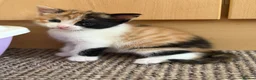 Mixed Breed cats for sale: Kittens Looking for Their Forever Homes!  - Advert 18