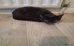 British Shorthair cats for sale: Kittens  - Image 6