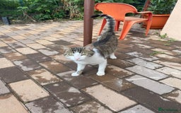 Mixed Breed cats for adoption: NOSE - a Lovely boy, for a Loving Home - Image 14