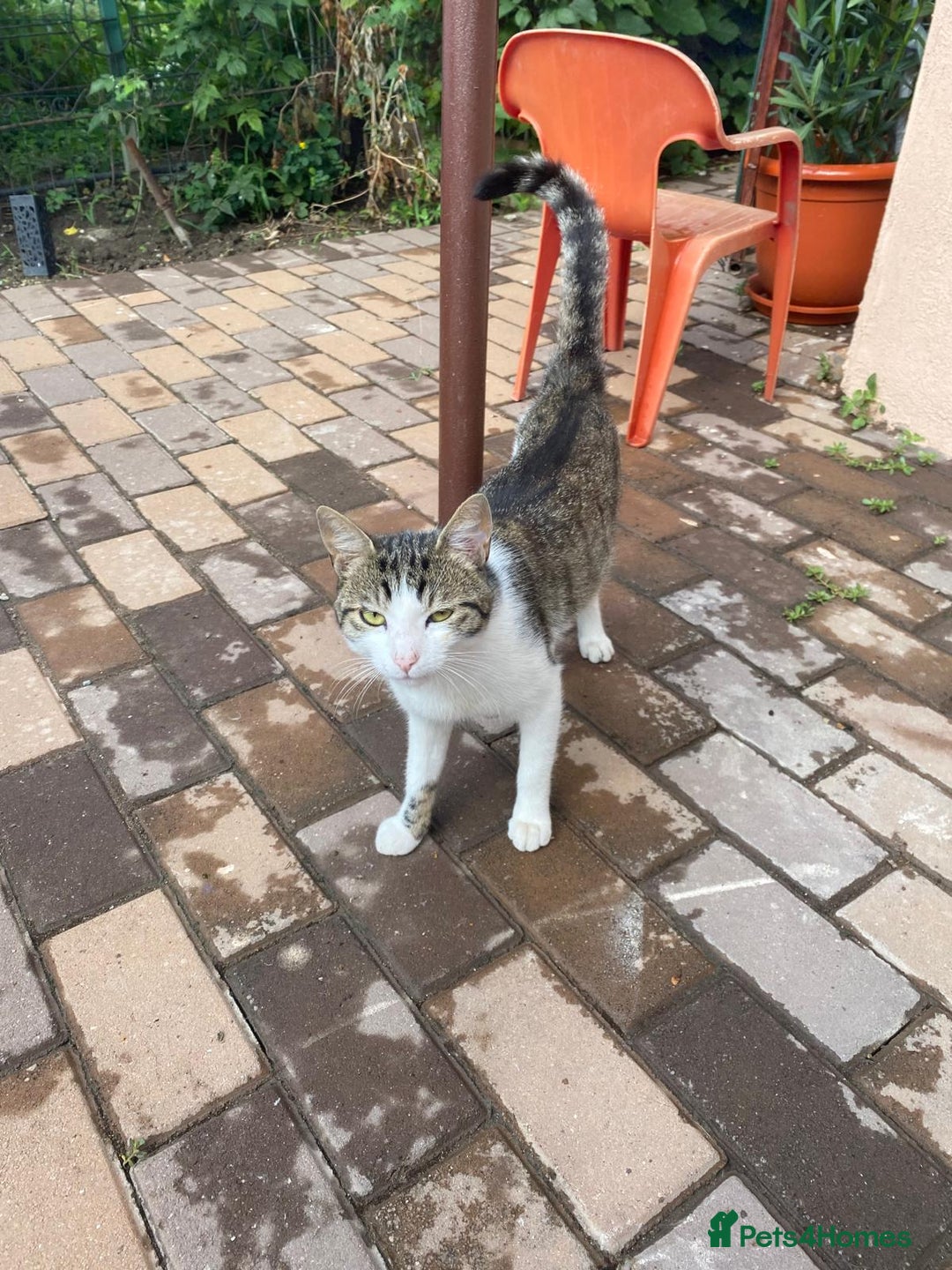 Mixed Breed cats for adoption: NOSE - a Lovely boy, for a Loving Home - Image 14