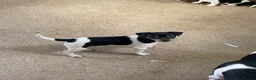 Jack Russell dogs for sale: Jack Russell pups for sale  - Advert 5
