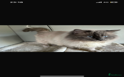 Ragdoll cats for stud: Gccf & TICA CARRYING CHOCOLATE  gccf ragdoll stud  in Merthyr Tydfil - Image 4