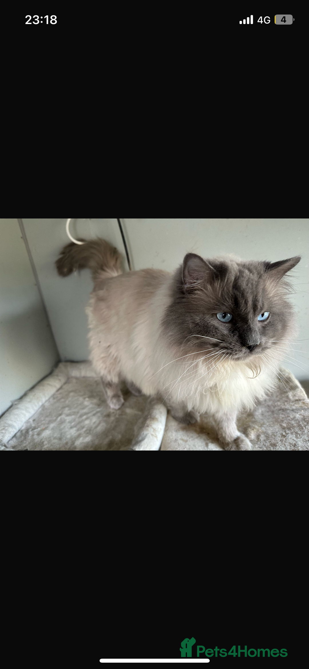 Ragdoll cats for stud: Gccf & TICA CARRYING CHOCOLATE  gccf ragdoll stud  in Merthyr Tydfil - Image 4