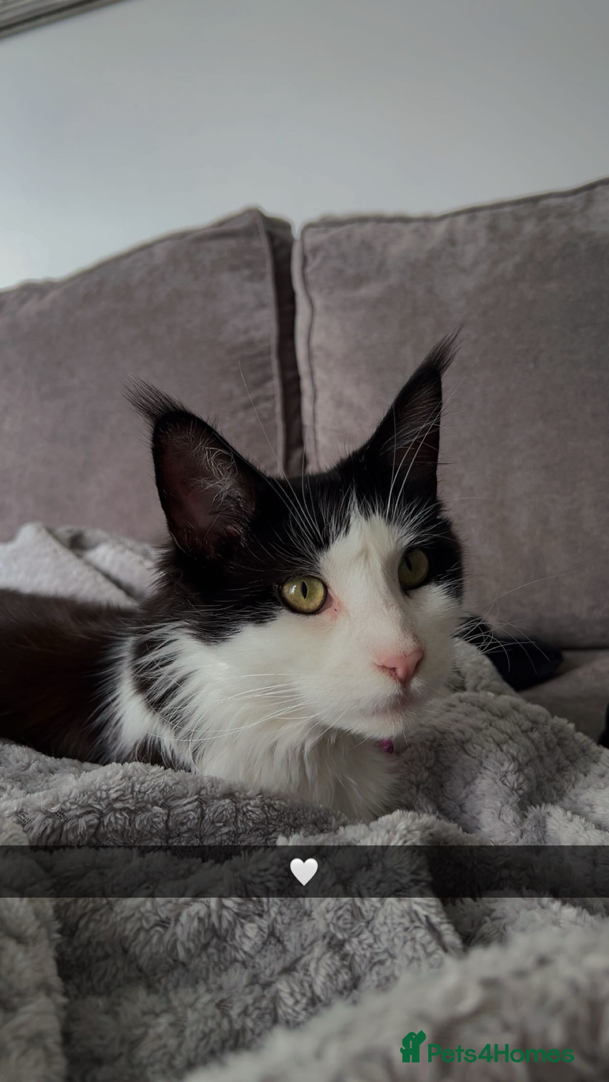 Maine Coon cats Bagheera - a 4 year old Maine Coon - Advert 10