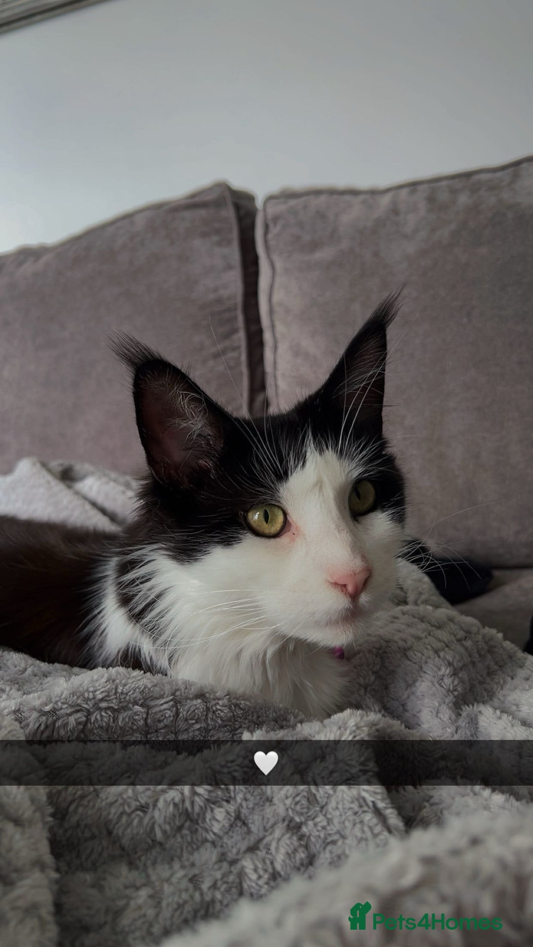 Maine Coon cats for sale: Bagheera - a 4 year old Maine Coon - Advert 1