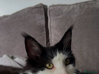 Maine Coon cats Bagheera - a 4 year old Maine Coon - Advert 1