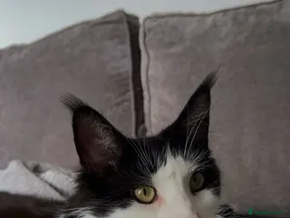 Maine Coon cats Bagheera - a 4 year old Maine Coon - Advert 5