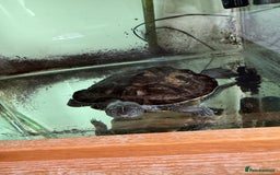 Turtle reptiles for sale: Mississippi Map Turtle & Tank - Image 5