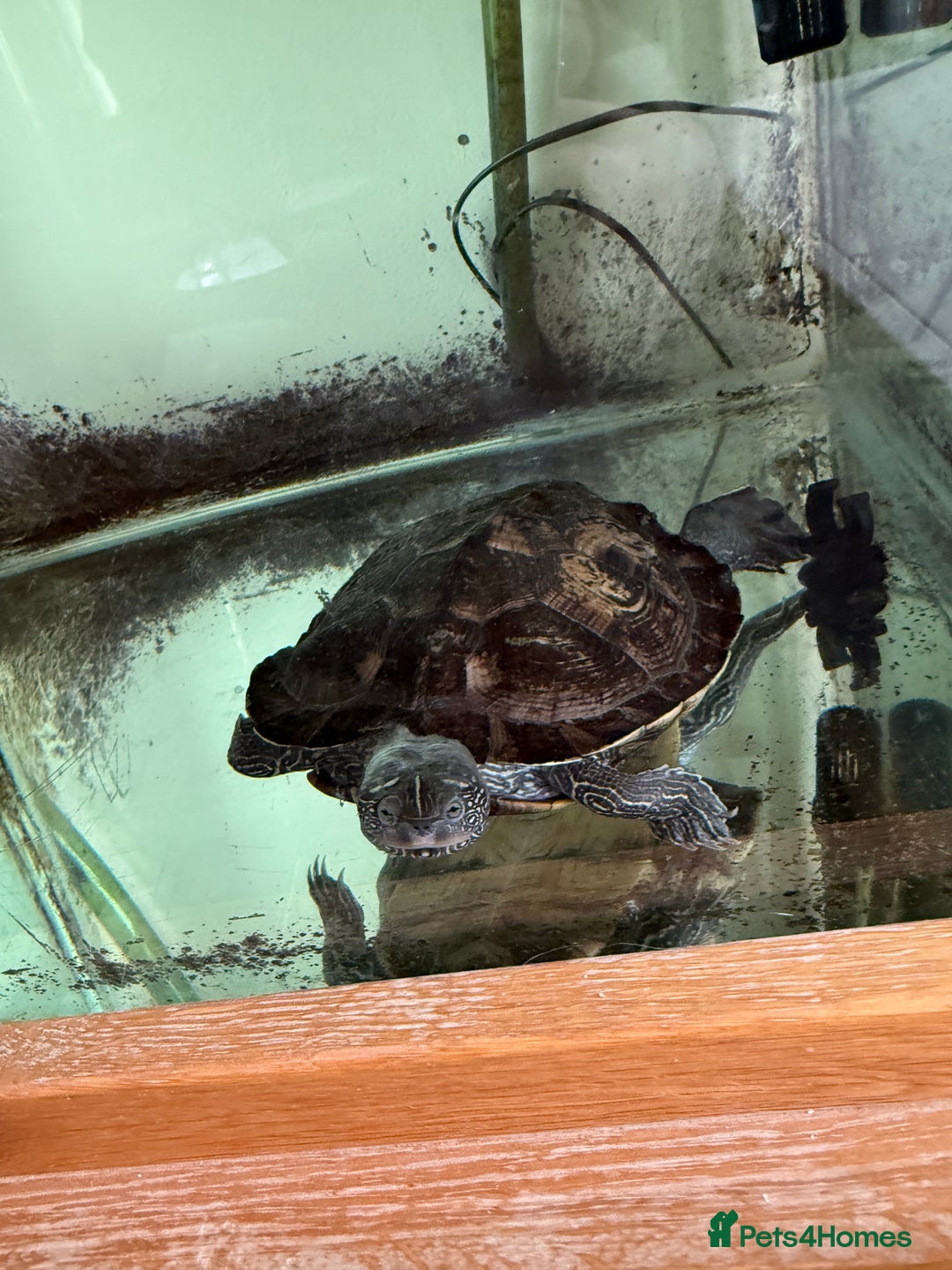 Turtle reptiles for sale: Mississippi Map Turtle & Tank - Image 5