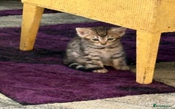 Bengal cats for sale: Snow and charcoal Bengals Registered - Image 6
