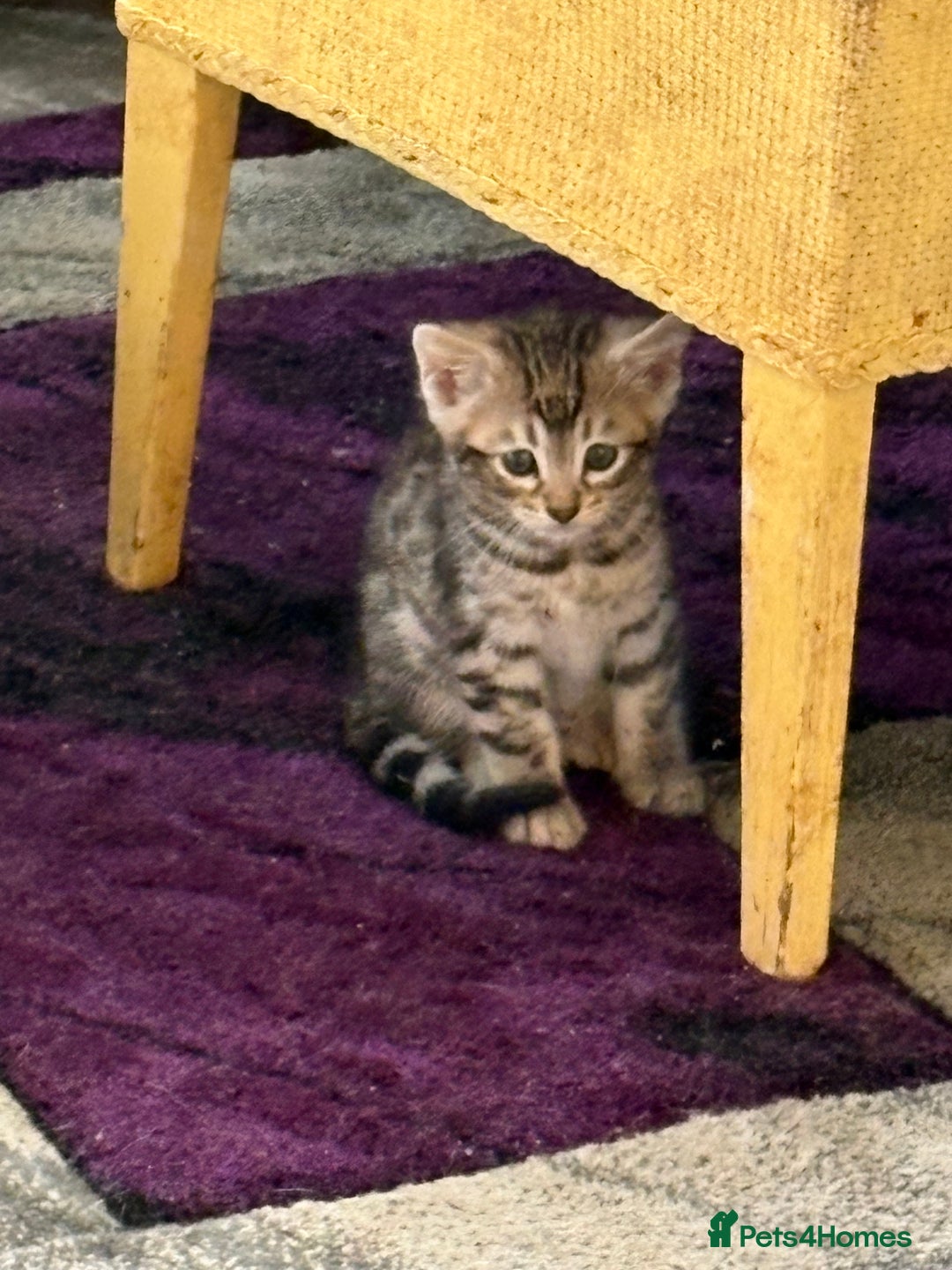 Bengal cats for sale: Snow and charcoal Bengals Registered - Image 6