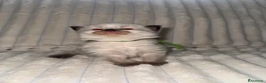 Ragdoll 1