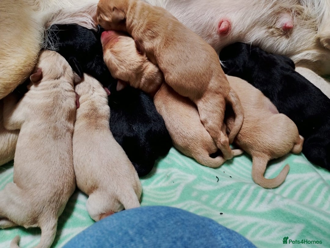 Labrador Retriever dogs for stud: KC health tested proven Labrador stud - Advert 4