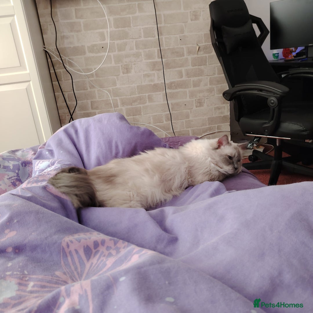 Ragdoll cats for sale: Female Ragdoll Cat - Image 5