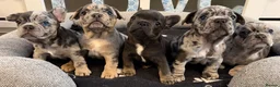 French Bulldog dogs for sale: French bulldog puppies - ready end of feb - Advert 1