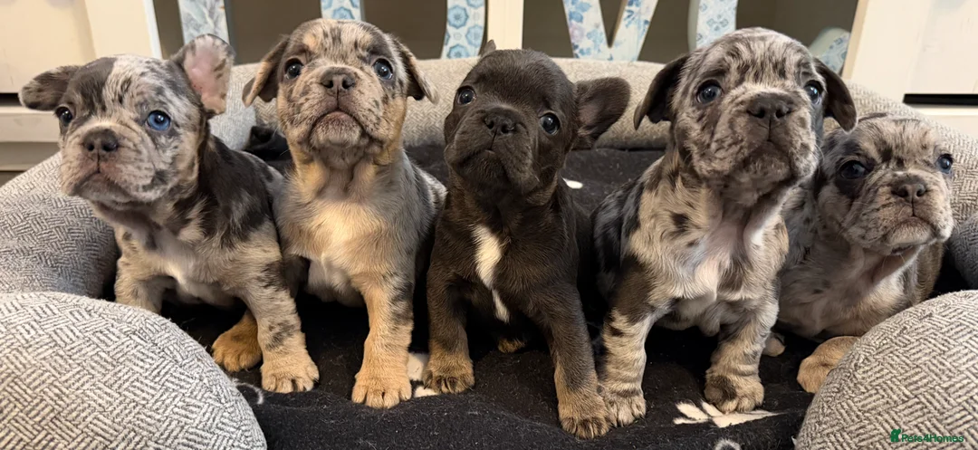 French Bulldog dogs for sale: French bulldog puppies - ready end of feb - Advert 1