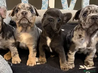 French Bulldog dogs French bulldog puppies - ready end of feb - Advert 3