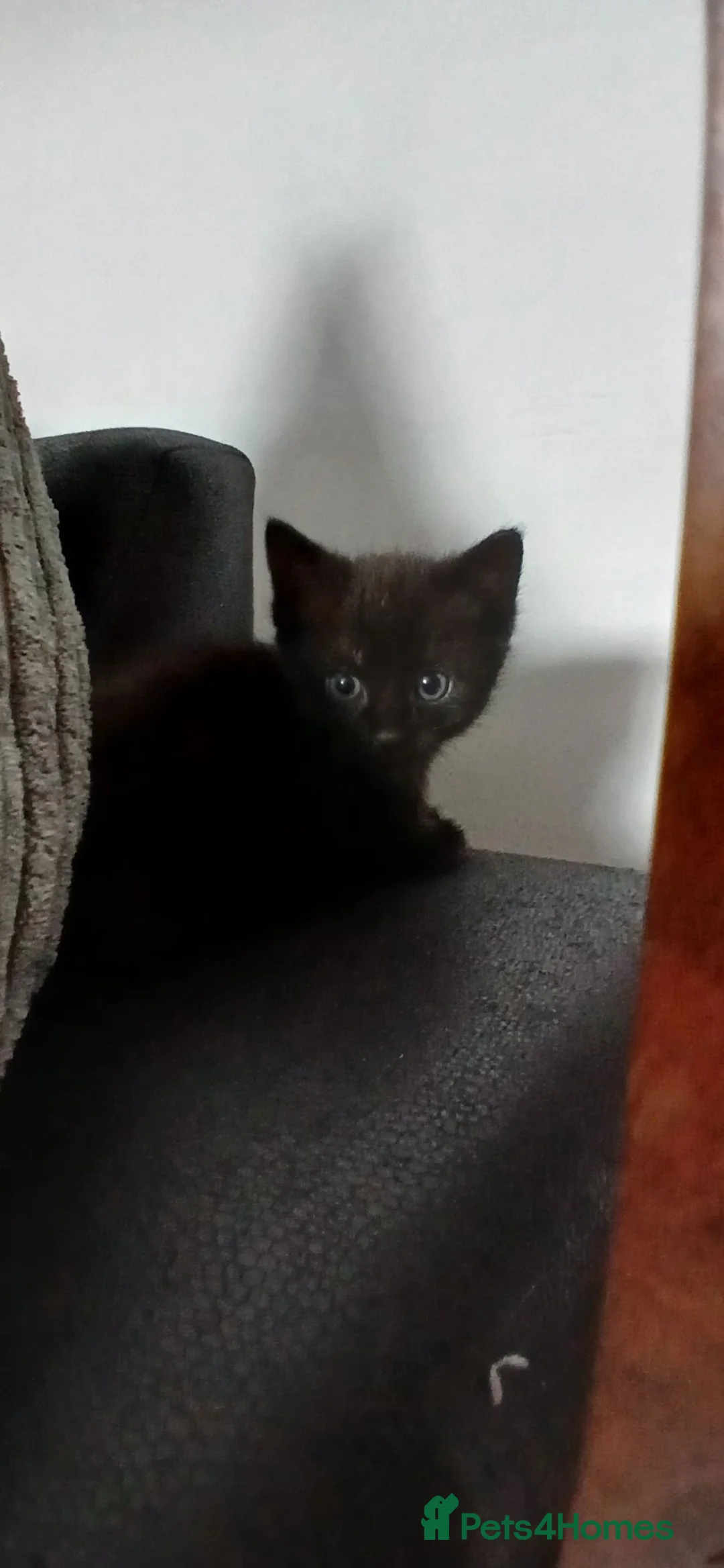 Mixed Breed cats for sale: 1 little boy left in Pontefract - Advert 6