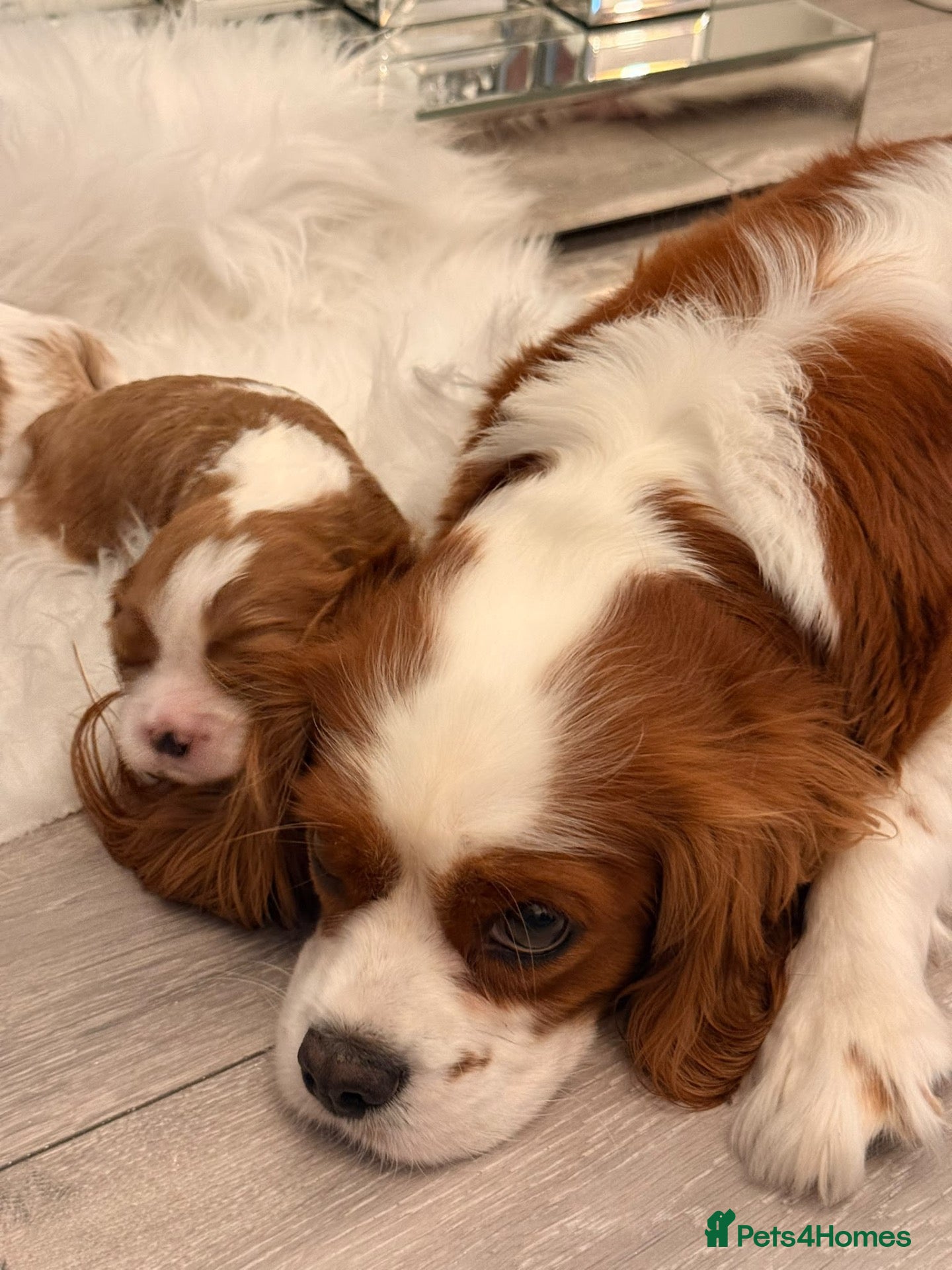 Cavalier King Charles Spaniel dogs 💙 Health Tested Cavalier Boys💙 - Advert 2