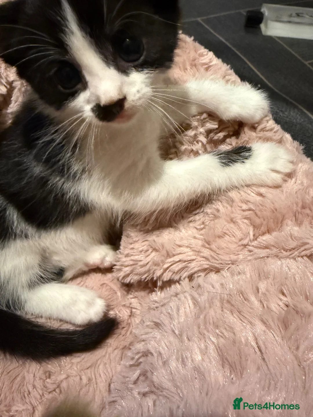 Mixed Breed cats for sale: Lovely two boys kitten for sale in Blackburn - Advert 5