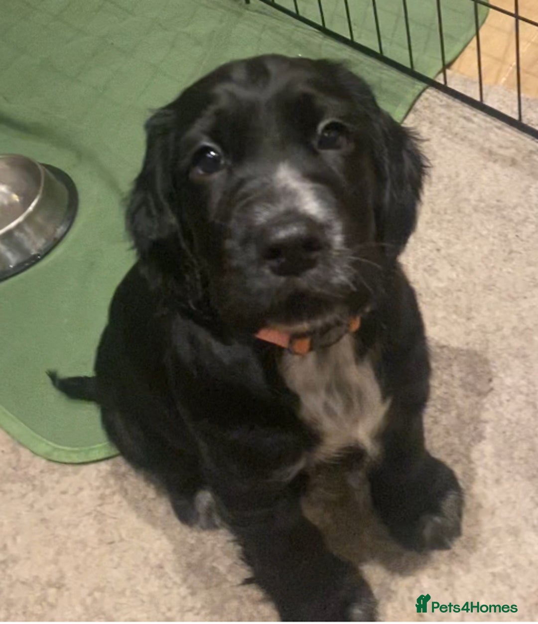 Cocker Spaniel dogs for sale: Cocker Spaniel Puppies - Advert 1