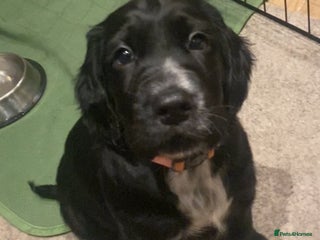 Cocker Spaniel dogs Cocker Spaniel Puppies - Advert 15