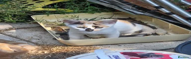 Mixed Breed 4