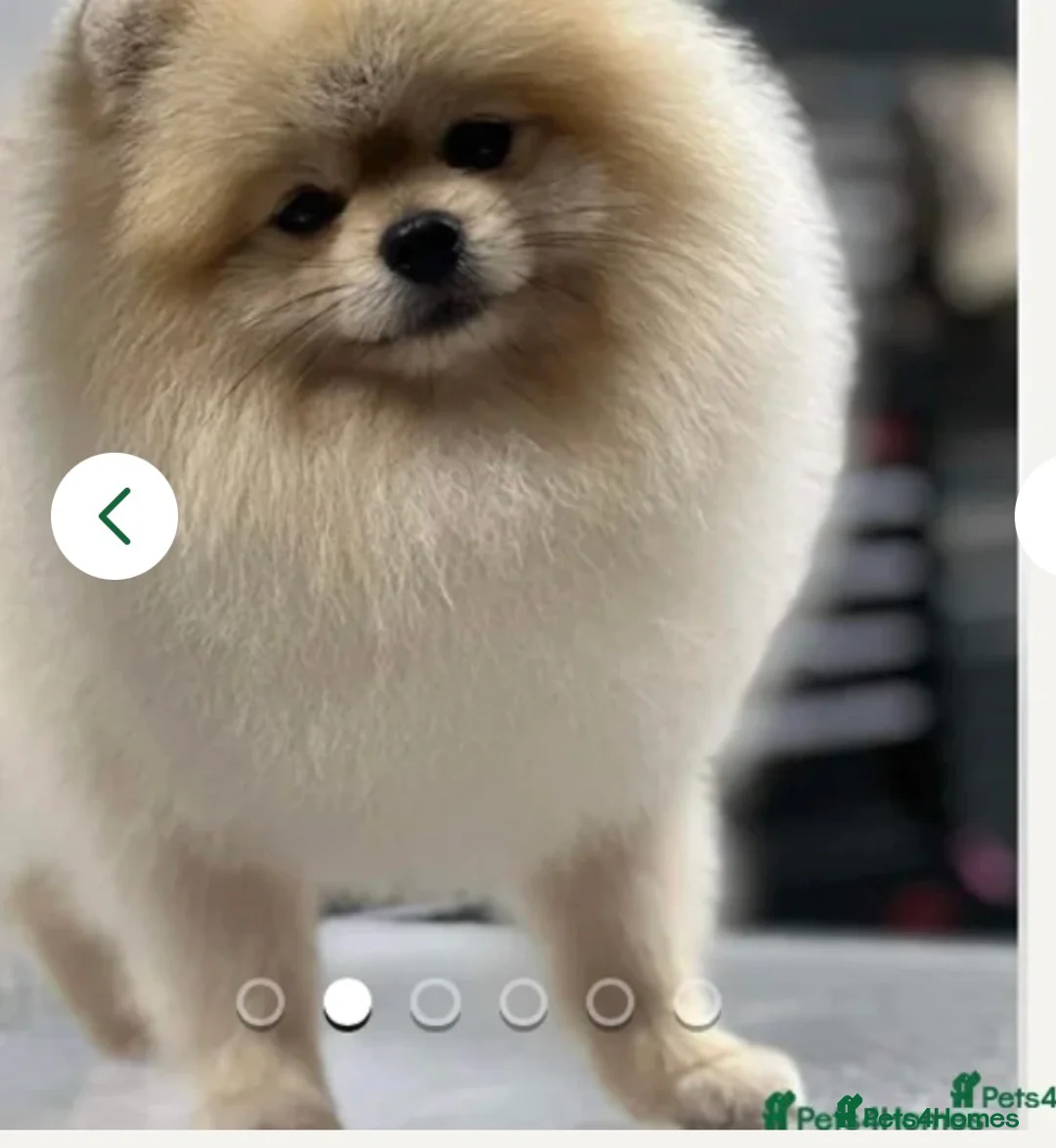 Pomsky dogs for sale: Stunning fully vaccinated Pomsky Girl - Advert 7