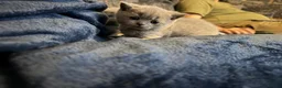 British Shorthair cats for sale: ☆☆ prestige chunky & fluffy, britsh shorthairs! ☆☆ - Advert 22
