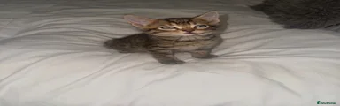 Mixed Breed 2