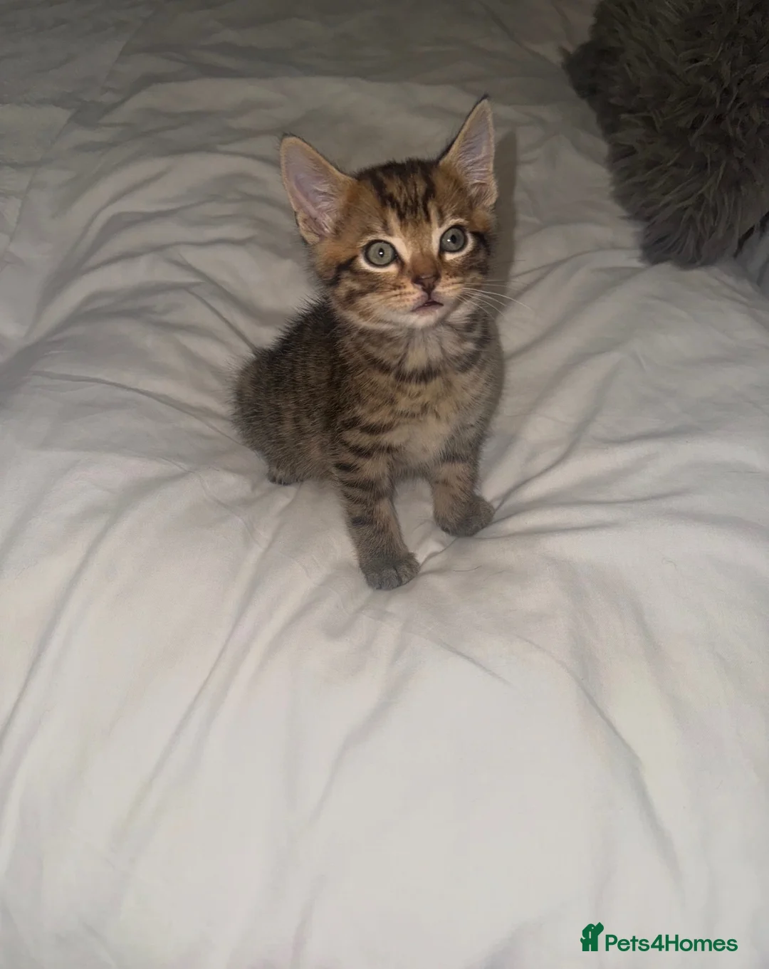 Mixed Breed cats for sale: Kittens for sale Dudley  - Advert 6