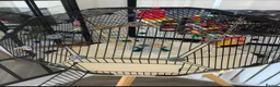 Budgerigars birds for sale: Budgies omlet cage male/Female 1 and 3 months  in Rugeley - Advert 1