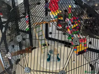 Budgerigars birds Budgies omlet cage male/Female 1 and 3 months - Advert 2