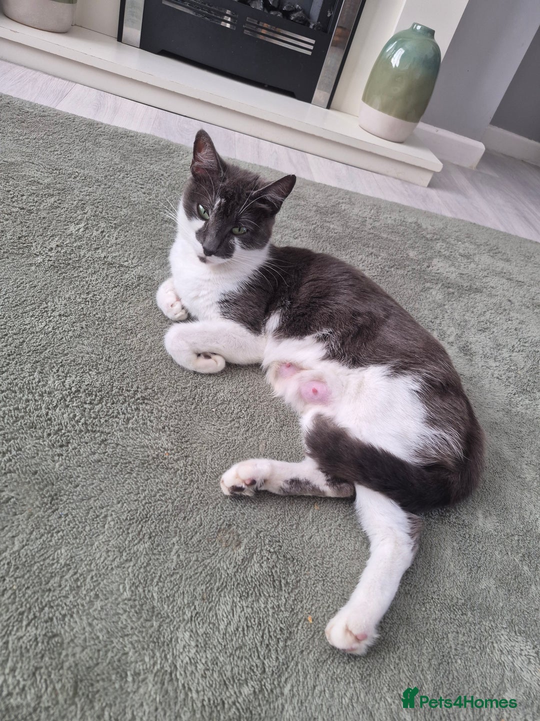 Mixed Breed cats for sale: Beautiful grey and tabby kittens  - Advert 2