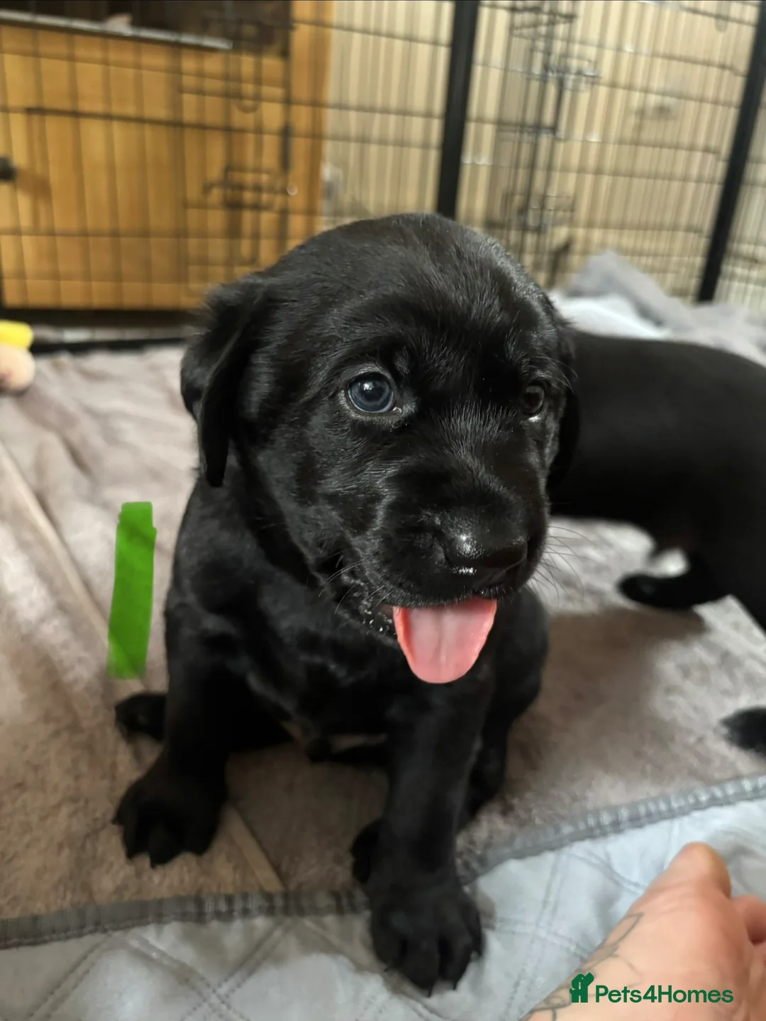 Labrador Retriever dogs for sale: Labrador puppies  - Advert 2